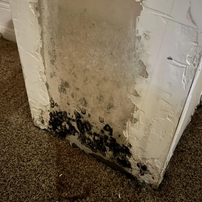 Professional Mold Removal in Cass County, ND